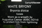 Bryonia cretica subsp. dioica RCP5-09 059.jpg